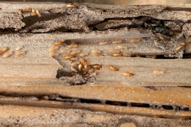 Best Affordable Pest Control Services  in St George, SC